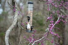 It's Springtime. Redbud Blooms And A Tufted Titmouse Indicate Its Spring Time In Missouri. The Backyard Feeder Is A Bird Favorite. Bokeh Effect.