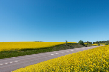 rural asphalt road in yellow field of oilseed rape plants on clear blue sky