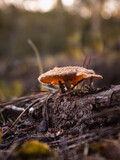 Fototapeta Lawenda - Mushroom