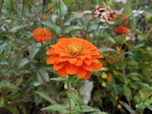 Flower With Orange Petals And Green Leaves