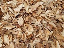 Fallen Brown Leaves On Ground In Autumn Or Winter