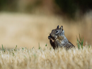 California ground squirrel