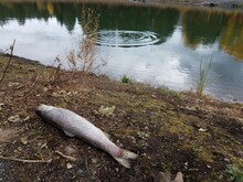 Dead Fish On The Ground Near A Lake And Ripple On The Water