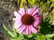 Pink Petals On Orange Coneflower Flower With Green Leaves