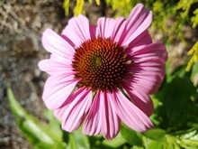 Pink Petals On Orange Coneflower Flower With Green Leaves