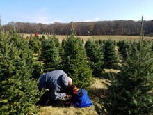 Father And Son Cutting Down Christmas Tree At Farm