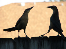 Grackles Dancing On A Fence
