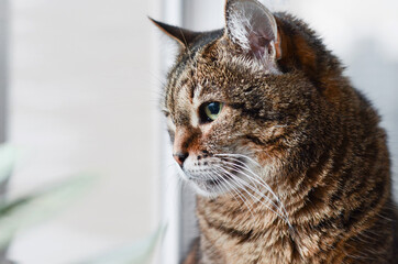  Close-up of an adult tabby cat black brown and gray portrait sitting on a windowsill looking out the window. Place under the text. Copyspace. Pet Care