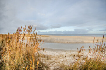  Sandy beach with yellow tall grass bushes near the sea in Germany. Cloudy cool day and gray cloudy sky. Holidays by the sea in the cold season