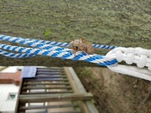 Brown Cicada Skin Shedded On Blue And White Rope