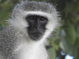 Wall Mural - Macro shot of a cute African monkey in front of a blurry background