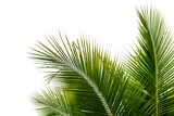 Fototapeta  - coconut palm leaf isolated on white with clipping path for object and retouch design.
