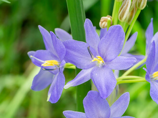 Poster - Close up violet flower