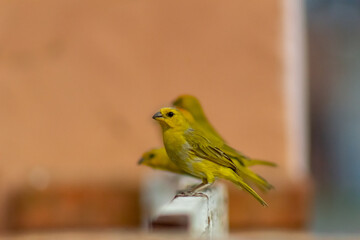 yellow and green parrot