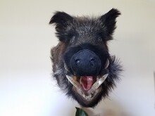 Wild Boar Or Pig Head Mounted On Wall