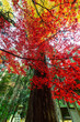 © sigmaphoto - 太くて長い木の幹と真っ赤な紅葉