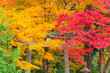 © sigmaphoto - 緑色、黄色、赤色、信号のような紅葉
