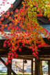 © sigmaphoto - 日本建築の前で色づいた紅葉