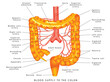 Abdominal Arteries. Blood supply to the colon. Anatomy Of Human Abdominal Arteries System. Colon Anatomy. Arteries supply of the large intestine. Large intestine Arteries supply