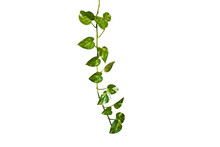 Heart Shaped Green Leaves Vine Ivy Plant Bush Of Devil's Ivy Or Golden Pothos (Epipremnum Aureum) Isolated On Background With Clipping Path.