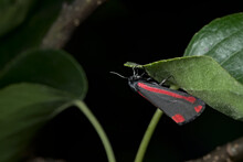 Black And Red Burnet Moth Hangs Off A Leaf With A Black Background
