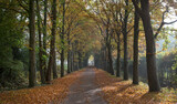 Fototapeta  - Fall. Autumn. Lane structure. Maatschappij van Weldadigheid Frederiksoord Drenthe Netherlands. 