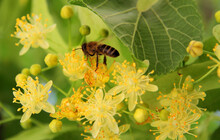 
In Flight, A Bee Collects Pollen From Flowers And At The Same Time Pollinates Them.