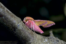 Small Elephant Hawk Moth Stands Out With Its Vibrant Colors On A Large Branch Against A Dark Background.