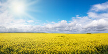 Panoramic View Of Yellow Rapeseed Field And Cloudy Blue Sky