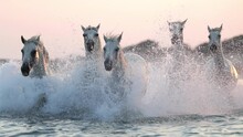 Slow Motion Shot Of White Horses Splashing Water While Running In Sea Against Sky During Sunset - Camargue, France