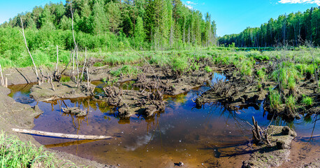 Wall Mural - The young swamp is covered with tussocks of grass, dead wood, elm, silt in the background is a forest, panorama