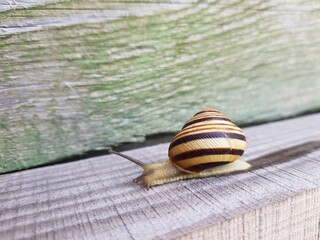 Speed snail