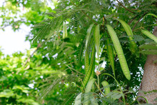 Albizia Chinensis (silk Tree, Chinese Albizia Kang Luang, Cham, Sengon) Tree With Seed Pods. Albizia Chinensis  Green Seed Pod 