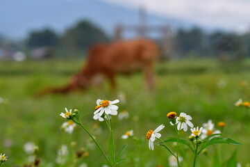 Biden alba, or Spanish needle, scientific name Bidens pilosa L. is a weed and herb. White flowers with beautiful yellow pollen and the blurred background of cows grazing in the fields.
