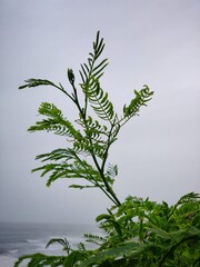 Green Plant with sky and ocean on the background.