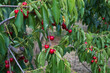 Leckere frische reife rote Kirschen am Baum