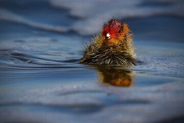 duckling one flying in the lake