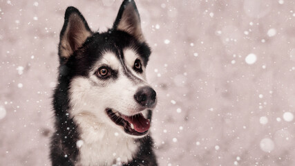 Wall Mural - Siberian husky dog black and white color in winter in snowfall.