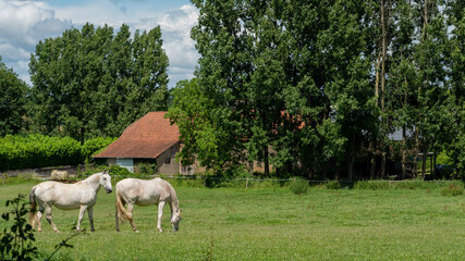 Two white horses grazing in pasture.