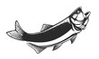 Salmon fishing  logo. Rainbow trout fish club emblem. Fishing theme illustration. Isolated on white.