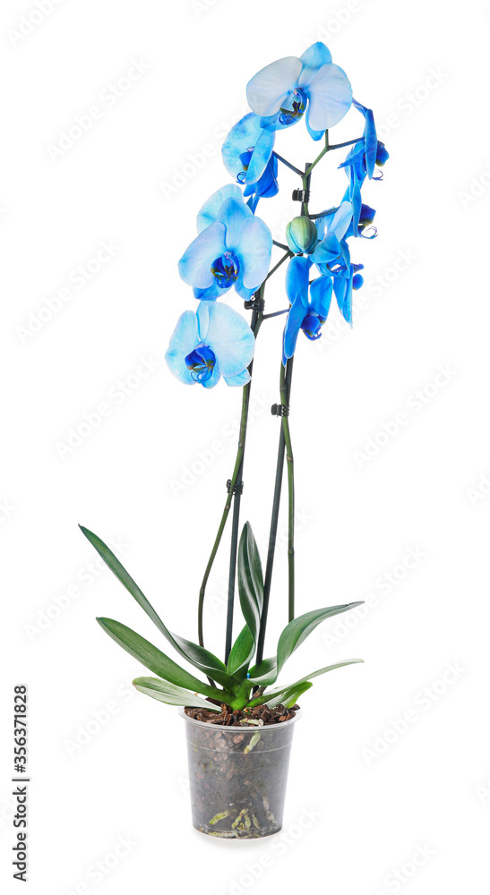 Beautiful orchid plant on white background