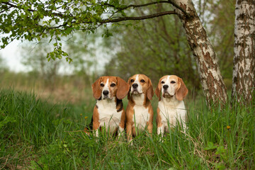 Wall Mural - group of beagle dog outdoor in summer