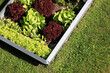 Garden with organic lettuce salad and vegetables