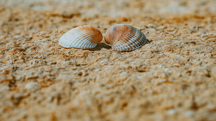 Two seashells in love on the sea stone on a sunny day. Two colorful shells. Summer Concept. Wallpaper. High Quality