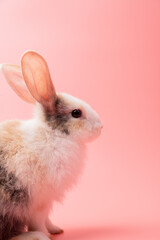 Little white and brown rabbit sitting on isolated pink or old rose background at studio. It's small mammals in the family Leporidae of the order Lagomorpha. Animal studio portrait.