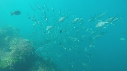 Canvas Print - School of Bigeye Trevally fish (Jackfish)