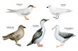 Watercolor hand-painted realistic northern bird. Wandering albatross, Imperial shag, South polar skua, Snow petrel, Antarctic tern. Marine fowl for poster, nursery decor, cards. Antarctic series.