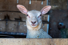 Funny Sheep Pop Up In A Barn, Cross Eyed, Funny Expression And Looking Surprised