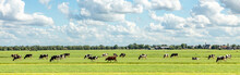 Group Of Cows Grazing In The Pasture, Peaceful And Sunny In Dutch Landscape Of Flat Land With A Blue Sky With Clouds On The Horizon, Wide View