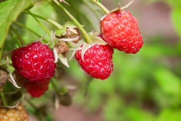 Wall Mural - Ripe juicy raspberries in the garden on a bush on a clear summer day.